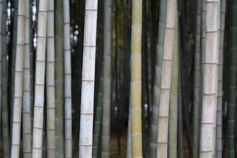 Bamboo Forest