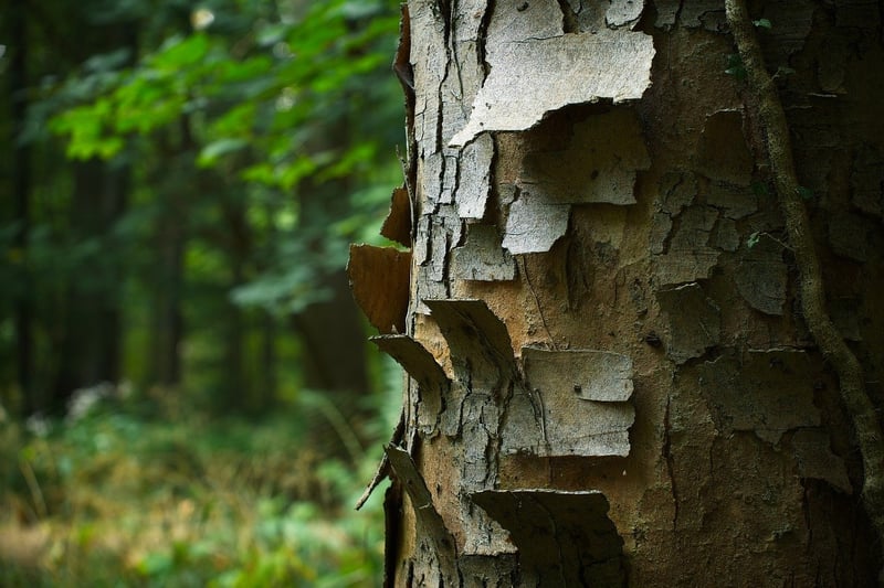 Cork Bark